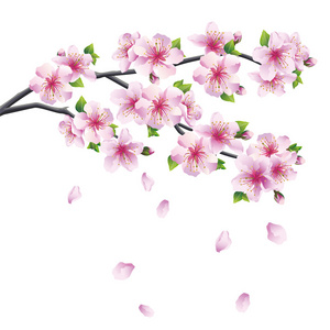 盛开的樱花日本樱花树分支