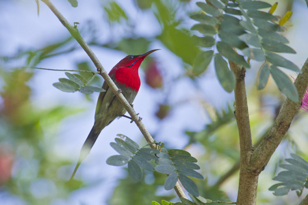 在巴蒂亚尼泊尔的深红色太阳鸟