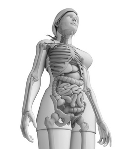 消化系统的女性解剖