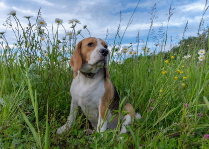 散步的一块白色雏菊小猎兔犬