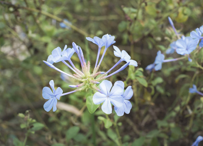 淡蓝色石墨木瓜花盛开在冲绳图片