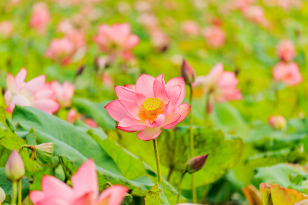 粉红色的荷花和莲花花卉植物图片