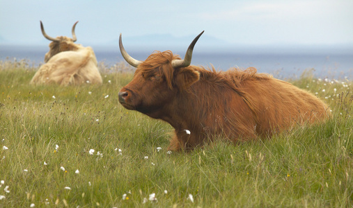 在地面的苏格兰奶牛。斯凯岛。苏格兰。英国