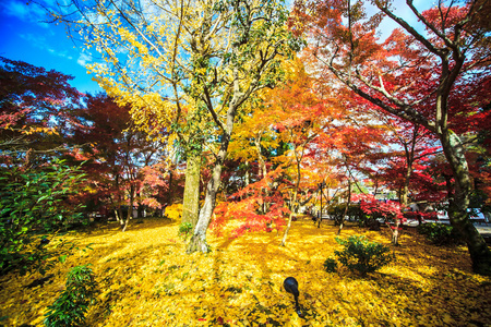 秋天的颜色，在 eikando 寺 京都 关西 日本