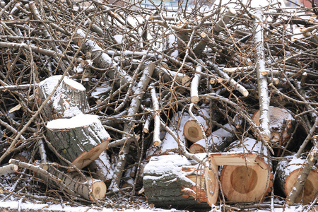 无数锯木原木和小树枝在雪地里
