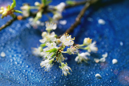 桃花分公司