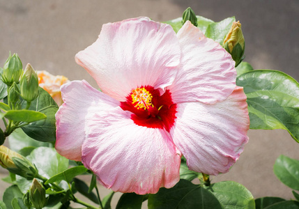 粉红色和红色木槿木芙蓉花开在冲绳照片