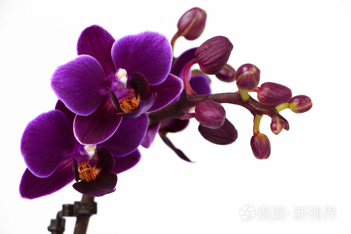 紫蝴蝶兰花分支上白色孤立