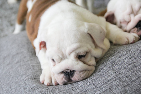 英国斗牛犬小狗躺在沙发上的白色枕头