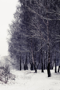 冬季景观与树木和雪