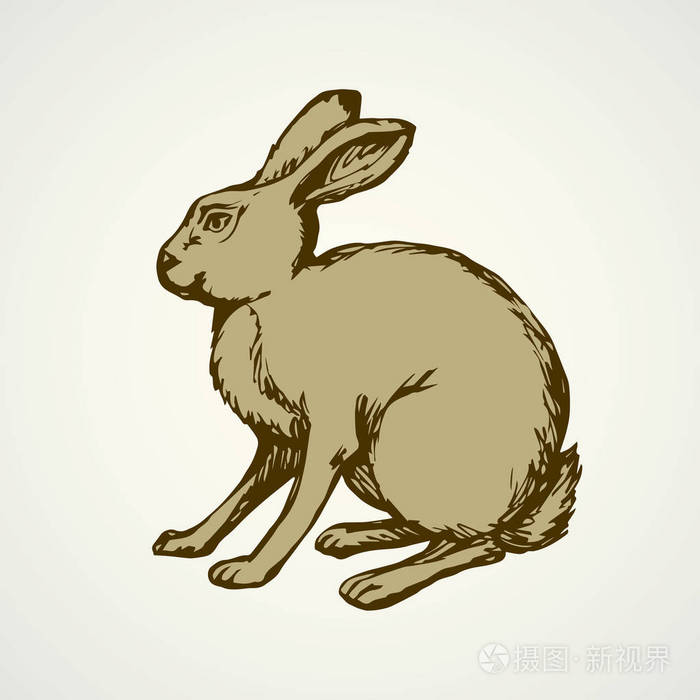野兔.矢量绘图插画-正版商用图片0v4xz3-摄图新视界