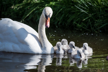 swanlings 或天鹅在水中