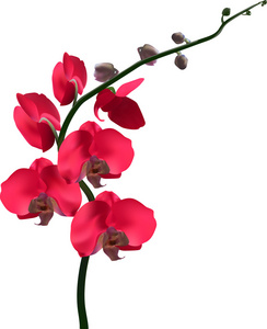 红色兰花花