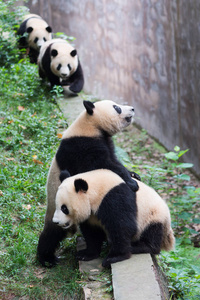 四个大熊猫幼崽等待食物