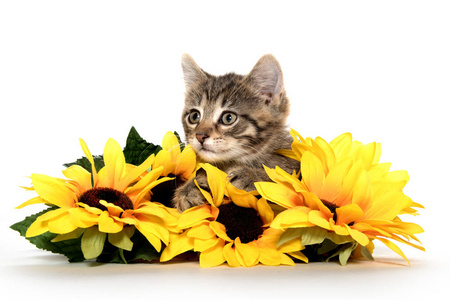 可爱的斑纹猫用向日葵