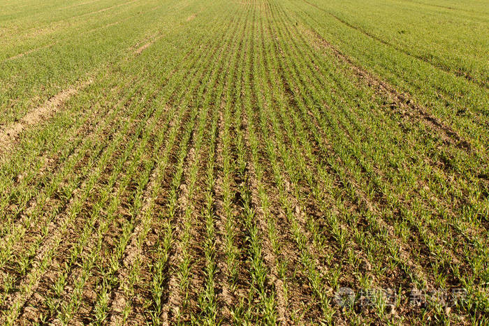 年轻的小麦生长在一排排整齐的字段