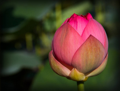 莲花花蕾特写