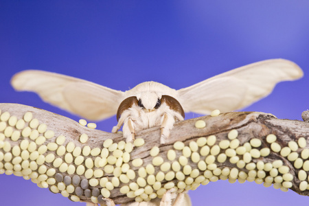 鸡蛋线程只蝴蝶的茧和鸡蛋照片