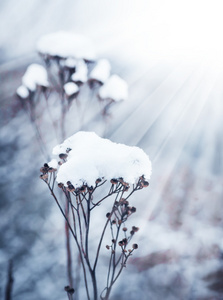 野花和草雪下