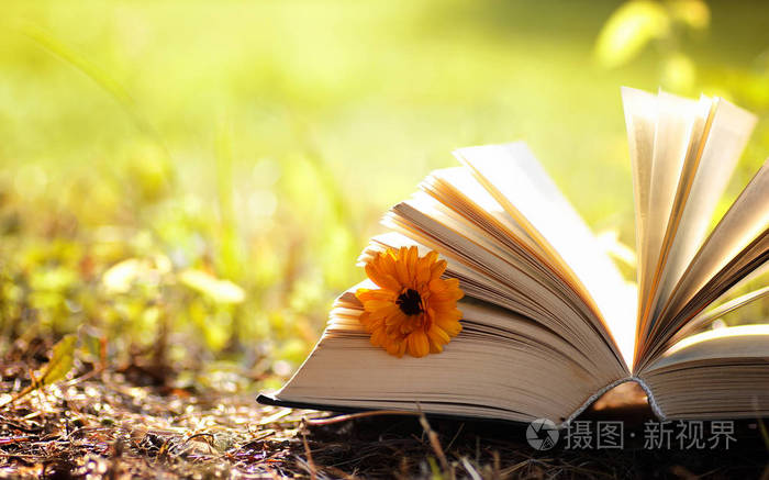 已打开的书在黄色的秋天