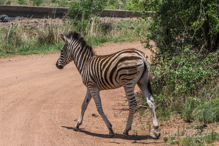 斑马。兰斯堡国家公园。南非。2014 年 12 月 7 日