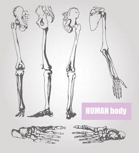 人体解剖学。医学插图。人体骨骼