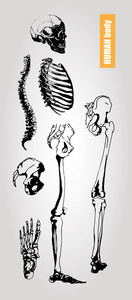 人体解剖学。医学插图。人体骨骼