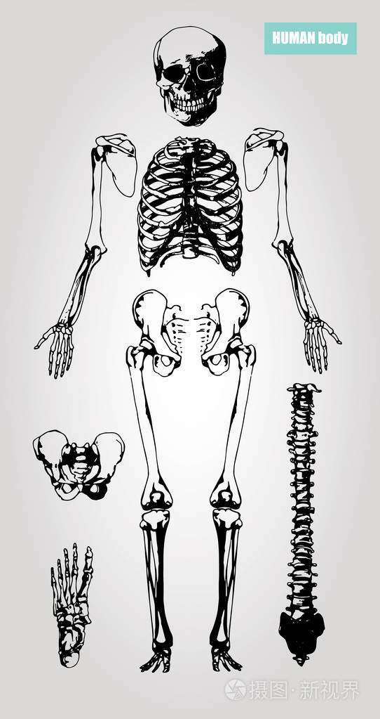 医学插图.人体骨骼插画-正版商用图片0v5bh2-摄图新视界