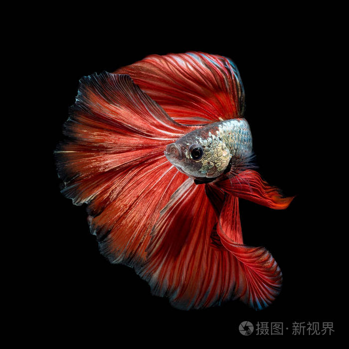 斗鱼,黑色的背景上孤立的暹罗斗鱼