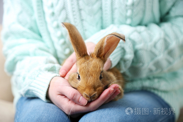 女人抱着小可爱的兔子关闭