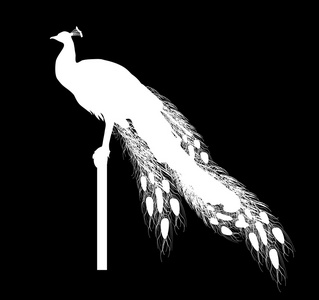 白孔雀剪影照片