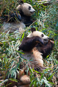 躺在竹上的两只大熊猫