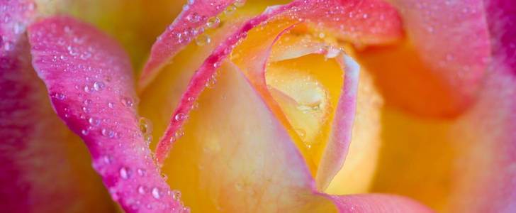 用水粉色玫瑰特写滴眼液