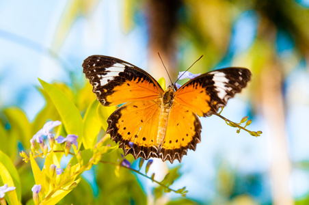 五颜六色的橙色蝴蝶在夏日时光的视图