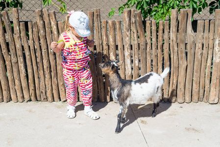 一个孩子，一个小女孩，喂一只山羊在农场