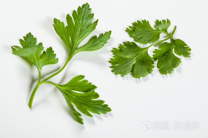 新鲜的香菜和芹菜