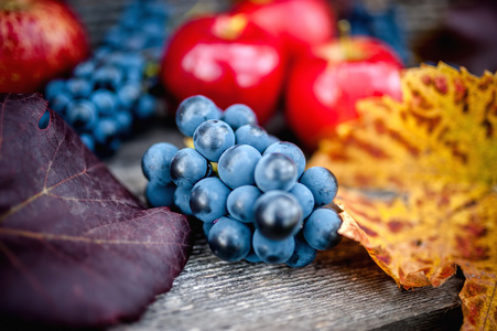 在秋天收获的新鲜成熟的葡萄