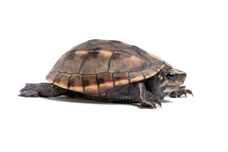 斑纹泥龟金龟子