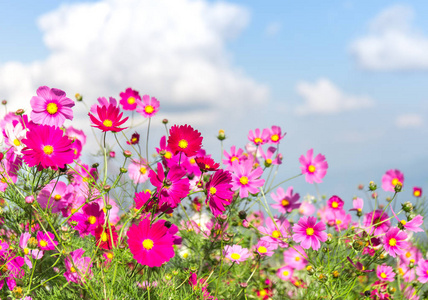 粉色波斯菊花卉