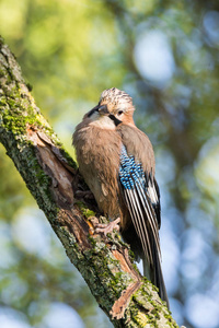 Garrulus glandarius 在树枝上