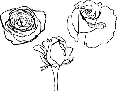 绽放玫瑰图片-绽放玫瑰素材-绽放玫瑰插画-摄图新视界