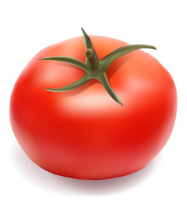 番茄矢量图