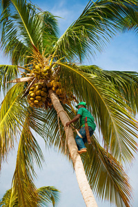 摘椰子图片