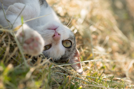 可爱有趣的猫咪玩户外。嬉戏的猫