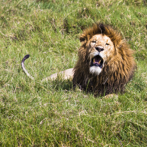 大狮子在肯尼亚马赛玛拉，露出危险的牙齿