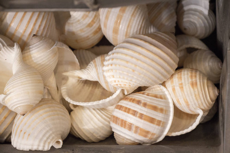 相同类型的收集海贝壳