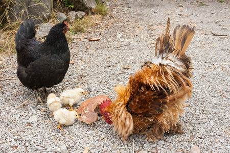 公鸡与母鸡公鸡与母鸡和小鸡啄食照片
