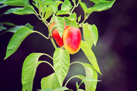红灯笼椒植物在夏日时光图片