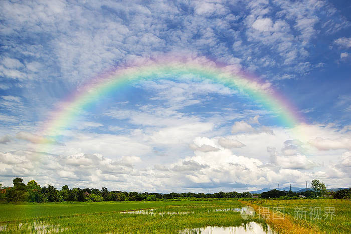 美丽的彩虹在湛蓝的天空上的绿色的稻田