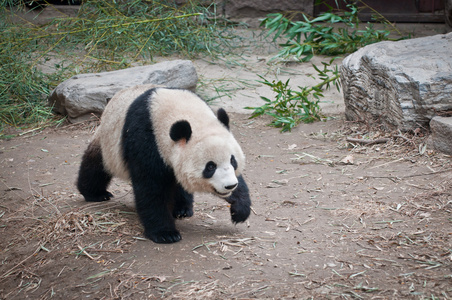 大熊猫步行图片